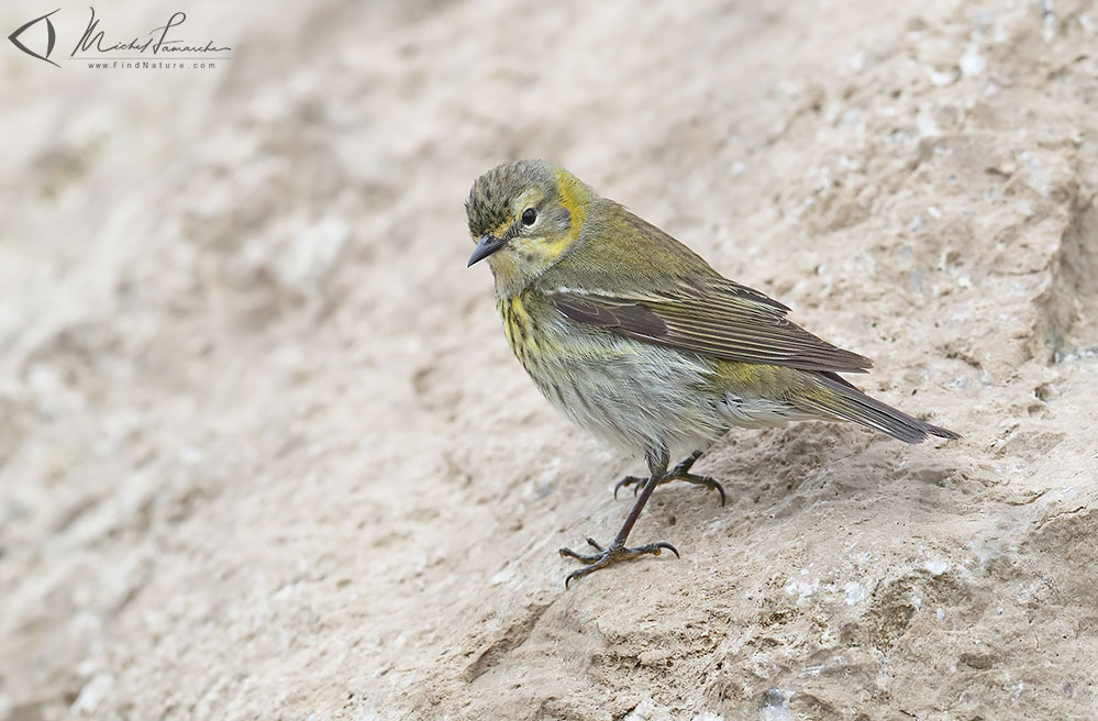 Femelle, Pointe-Pelée (Ontario), 2019-05-09