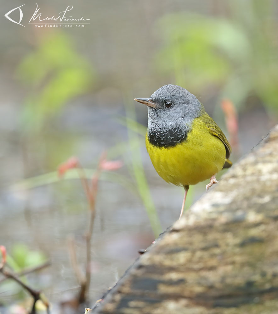 Pointe-Pelée (Ontario), 2019-05-10