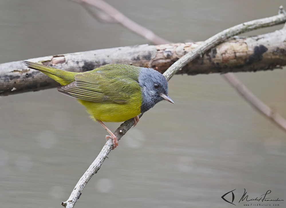 Pointe-Pelée (Ontario), 2019-05-10