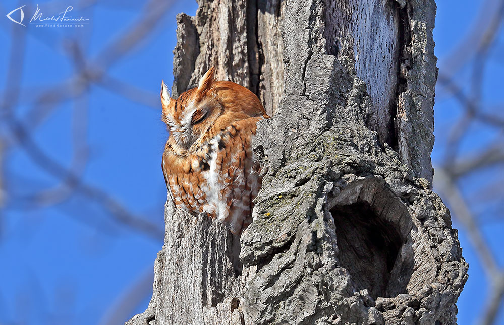 Forme rousse, Saint-Jean-sur-Richelieu (Québec), 2019-03-01