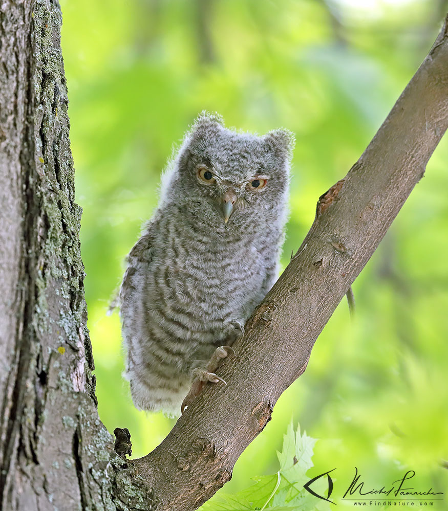 Jeune, Châteauguay (Québec), 2019-06-13