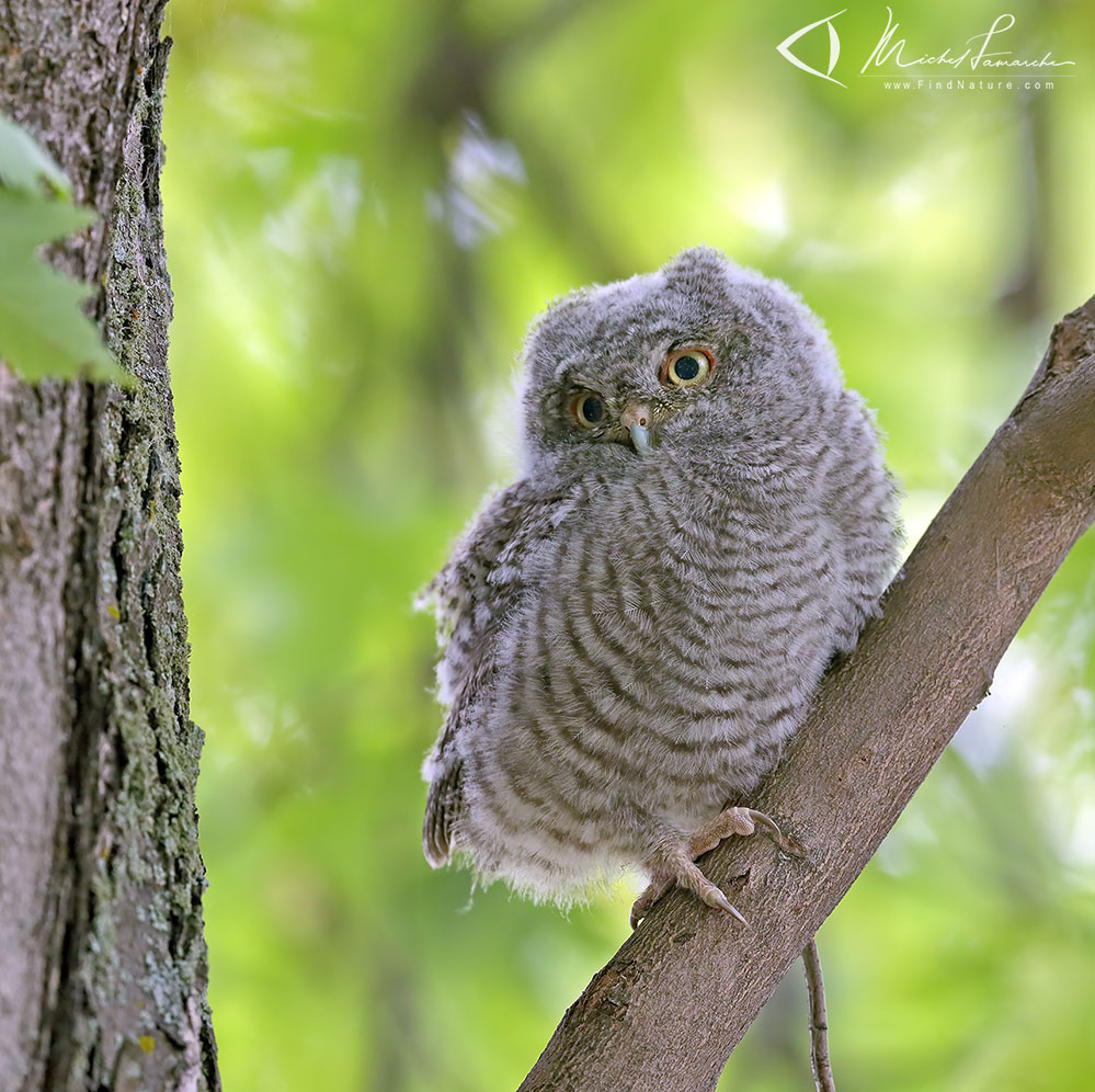 Jeune, Châteauguay (Québec), 2019-06-13