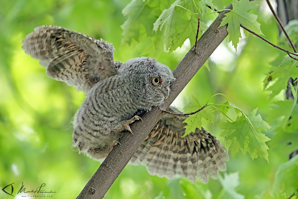 Jeune, Châteauguay (Québec), 2019-06-13