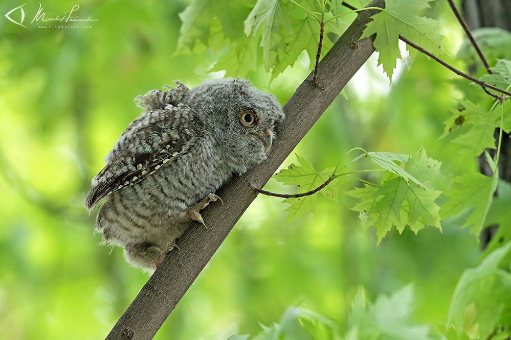 Jeune, Châteauguay (Québec), 2019-06-13