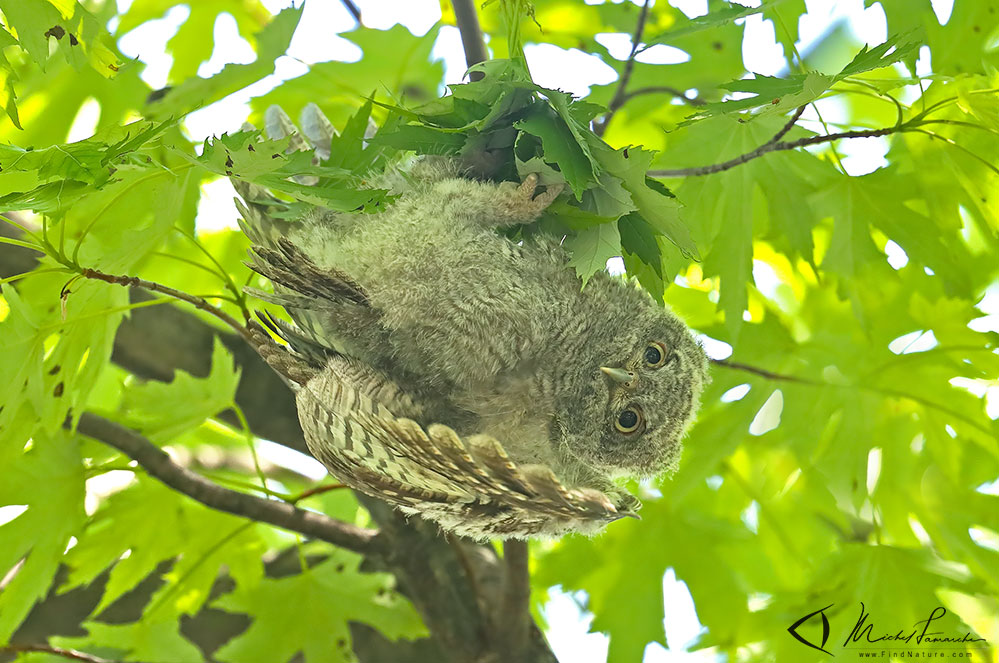 Jeune, Châteauguay (Québec), 2019-06-18