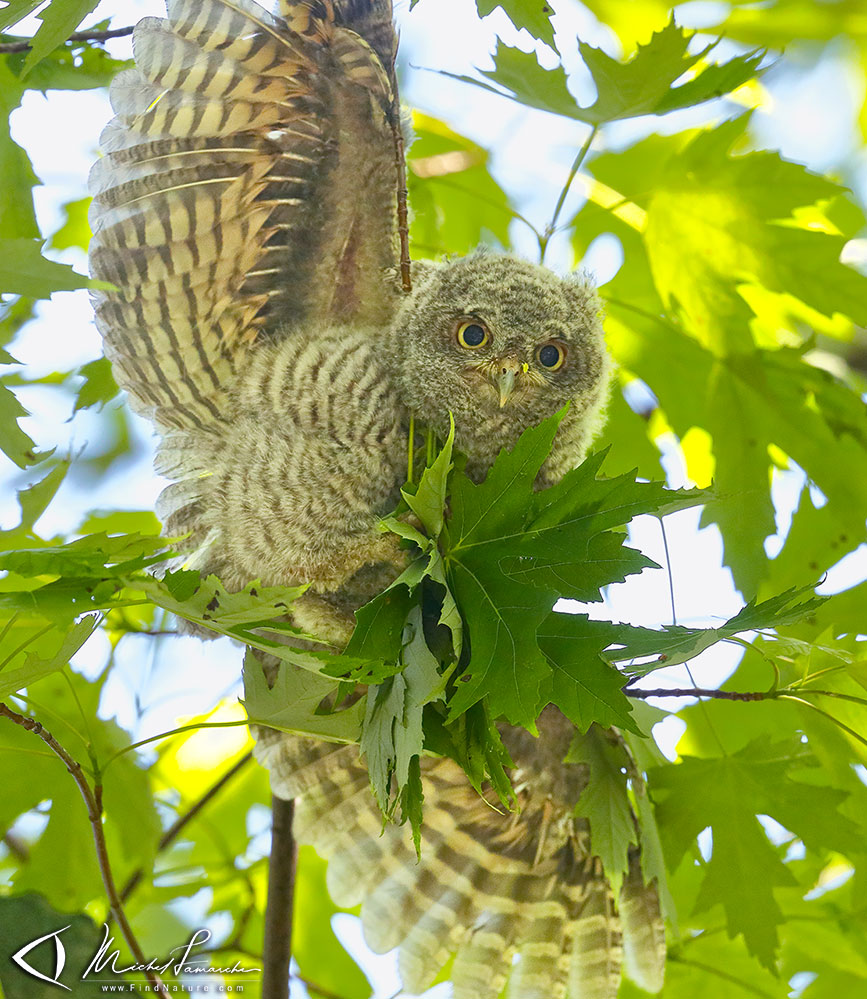 Jeune, Châteauguay (Québec), 2019-06-18