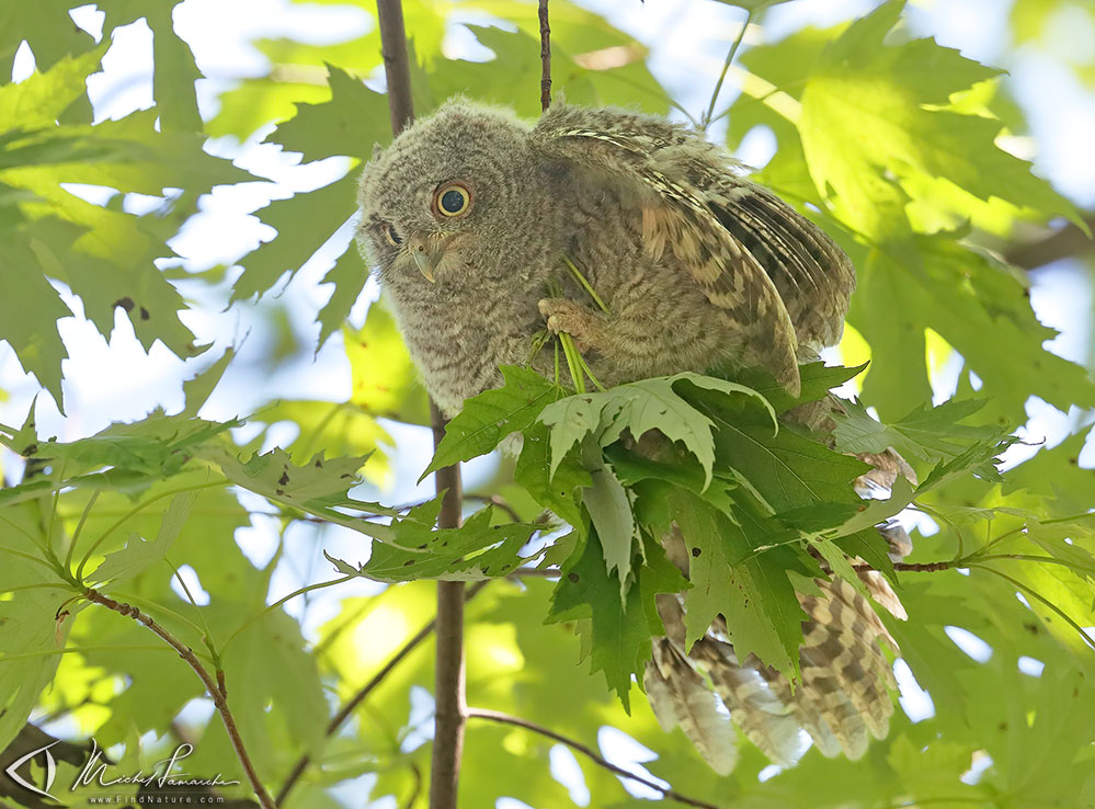 Jeune, Châteauguay (Québec), 2019-06-18