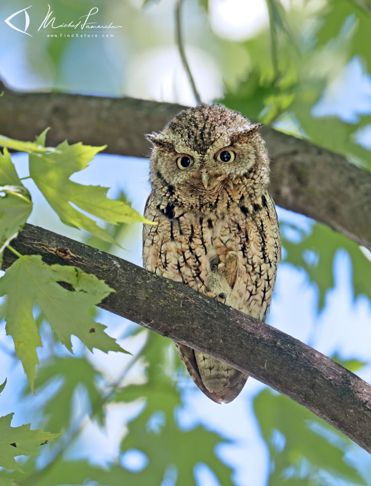 Adulte femelle, Châteauguay (Québec), 2019-06-18