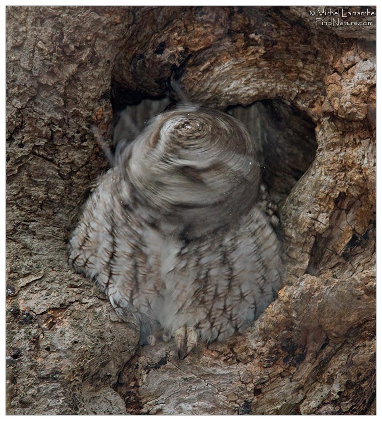 Forme grise, St-Bruno (Québec), 2010-03-21 