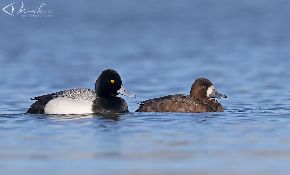 Mâle et femelle, Chambly (Québec), 2019-03-25