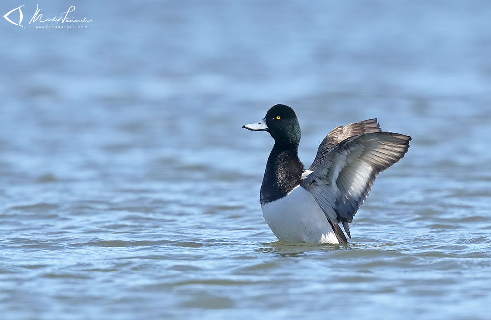 Mâle, Chambly (Québec), 2019-03-25