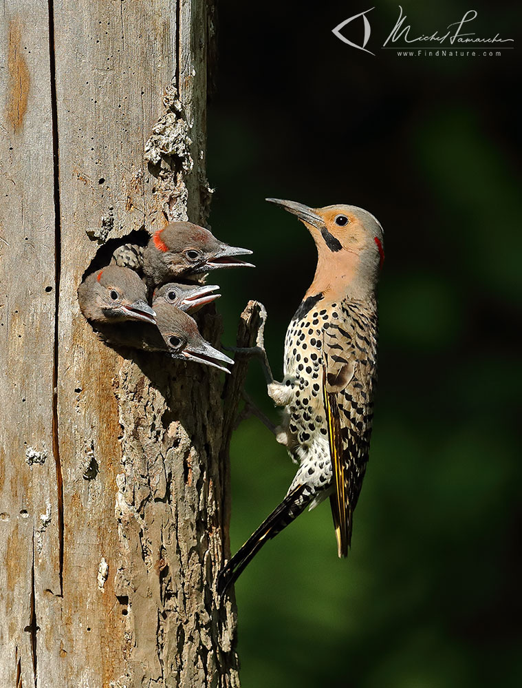 Mâle et jeunes, région de Montréal (Québec), 2019-06-23