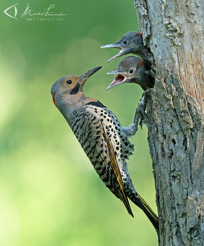 Mâle et jeunes, région de Montréal (Québec), 2019-06-24