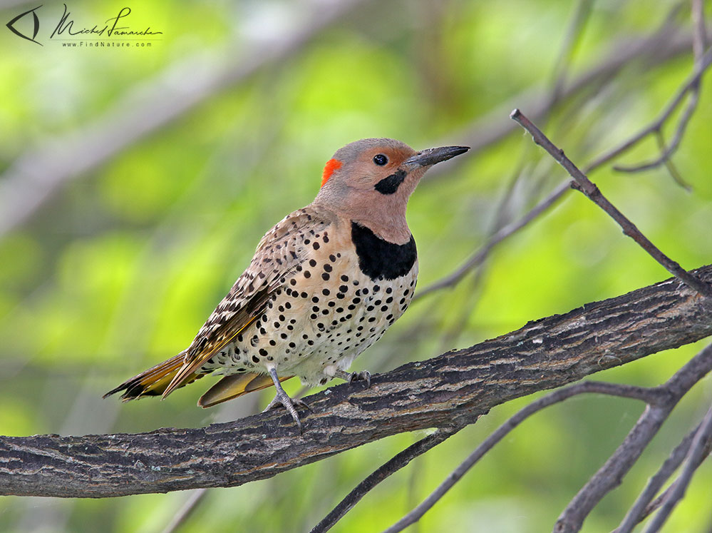 Mâle, Boucherville (Québec), 2009-05-02