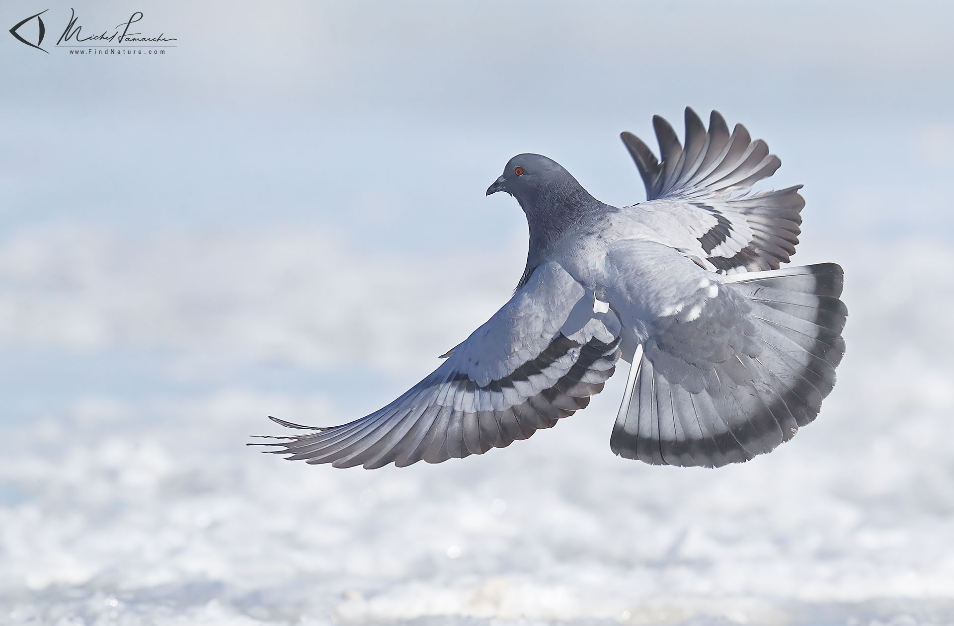 FindNature Photos Pigeon Biset Rock Pigeon Columba Livia findnature-photos-pigeon-biset-rock-pigeon-columba-livia