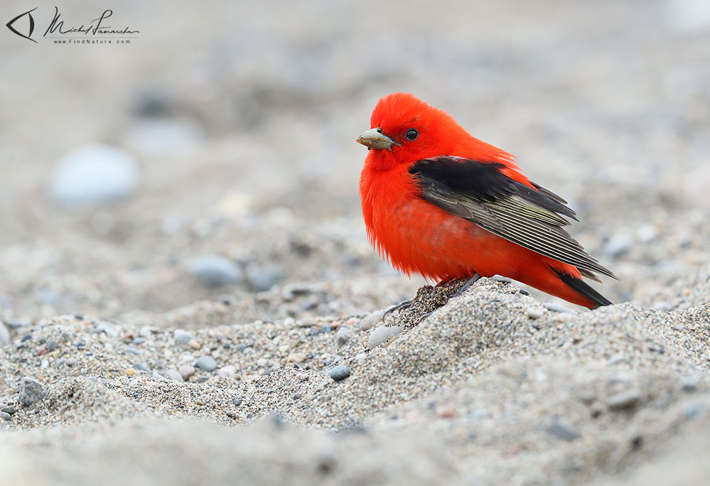 Mâle,  Pointe-Pelée (Ontario), 2019-05-09