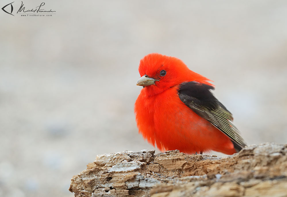 Mâle,  Pointe-Pelée (Ontario), 2019-05-09