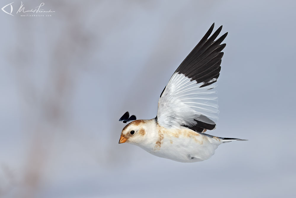 St-Isidore (Qu&eacute;bec), 2021-02-11