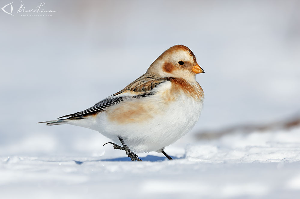 St-Isidore (Qu&eacute;bec), 2021-02-11