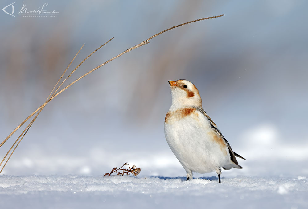 St-Isidore (Qu&eacute;bec), 2021-02-11