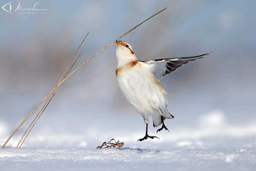 St-Isidore (Qu&eacute;bec), 2021-02-11
