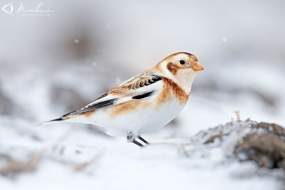 St-Blaise (Qu&eacute;bec), 2017-01-27