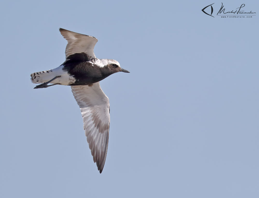 Nuptial, Pointe-Pelée (Ontario), 2017-05-03