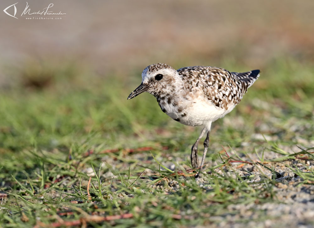 Internuptial, Pointe-Pelée (Ontario), 2018-04-12