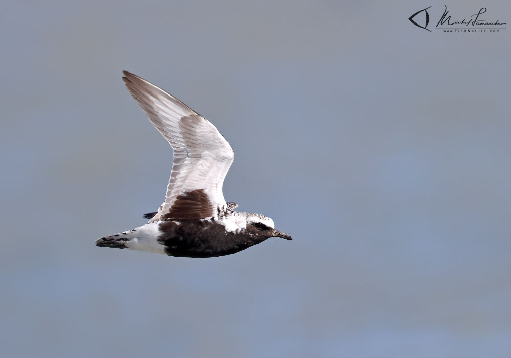 Nuptial, Pointe-Pelée (Ontario), 2017-05-03