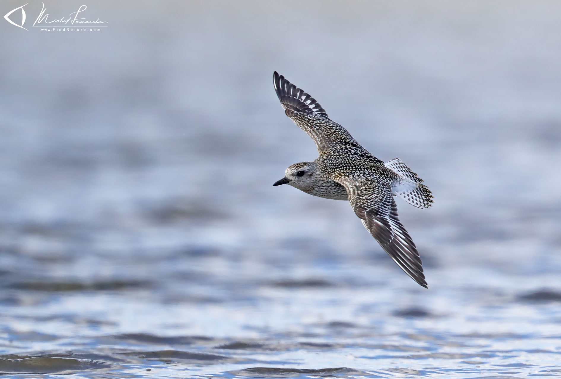 Photos Pluvier bronzé, American GoldenPlover