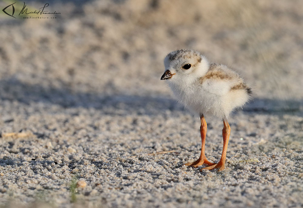 Poussin, Long Island (USA), 2019-06-27