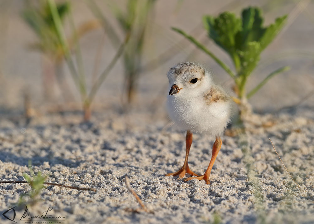 Poussin, Long Island (USA), 2019-06-27