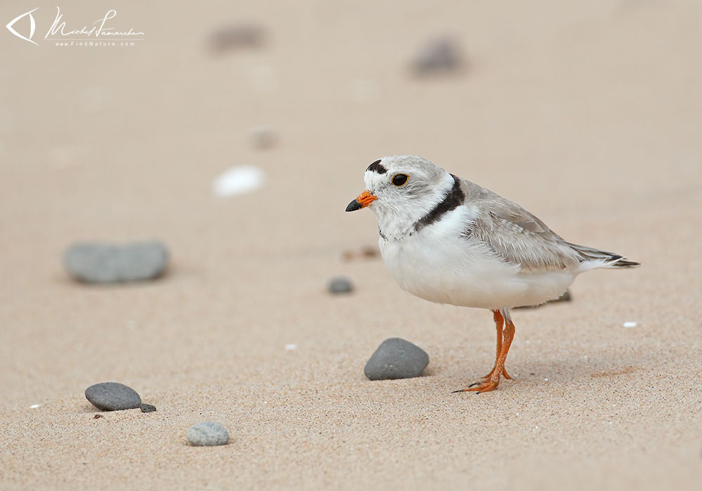 îles-de-la-Madeleine (Québec), 2012-06-28