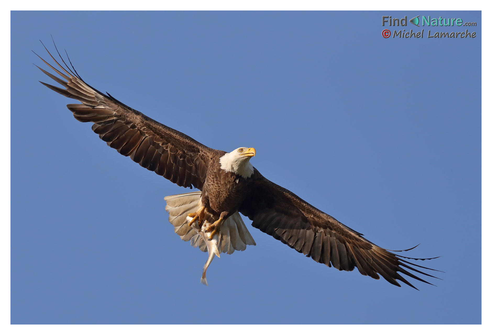 FindNature.com - Photos - Pygargue à tête blanche, Bald Eagle ...