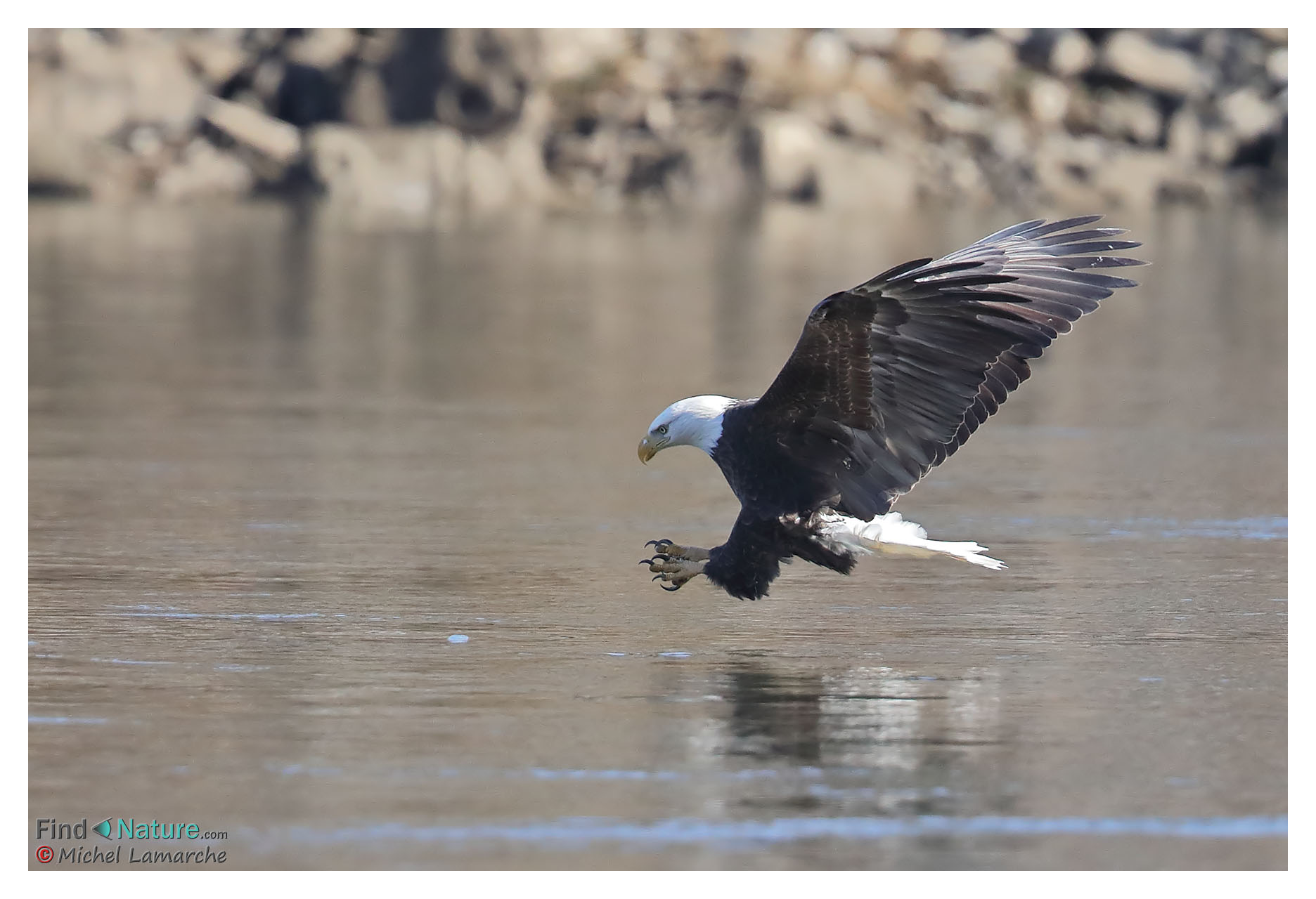 FindNature.com - Photos - Pygargue à tête blanche, Bald Eagle ...