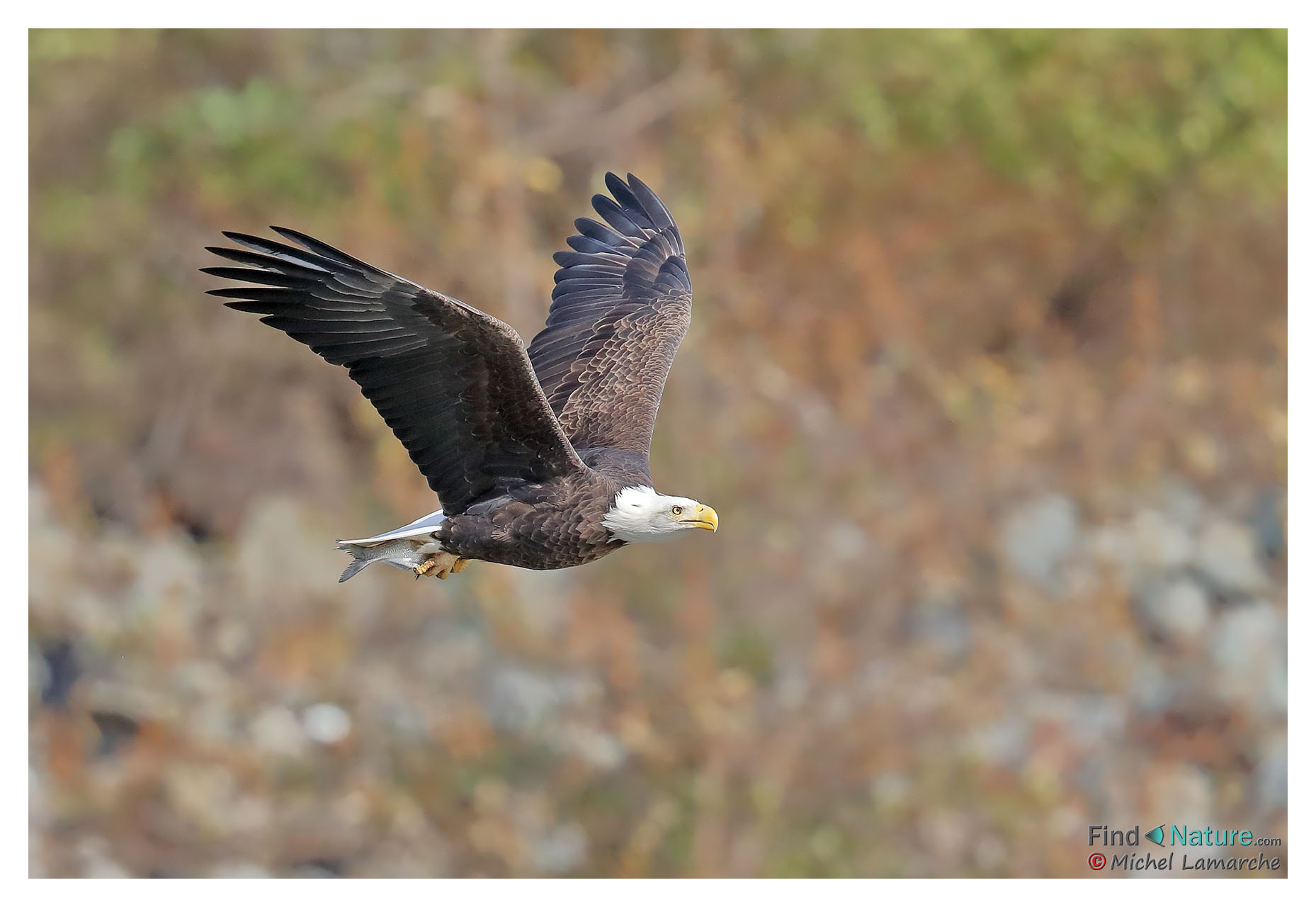 FindNature.com - Photos - Pygargue à tête blanche, Bald Eagle ...