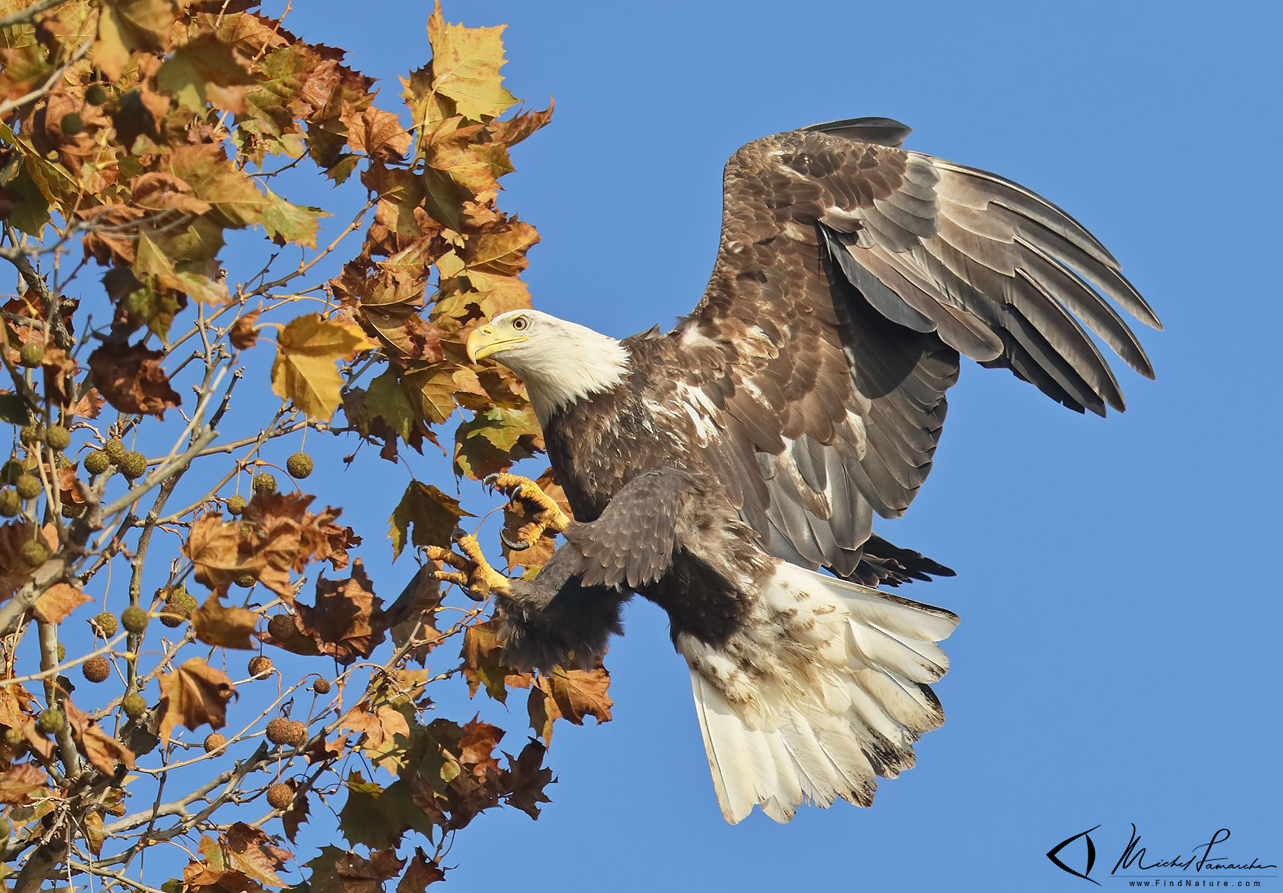 FindNature.com - Photos - Pygargue à tête blanche, Bald Eagle ...