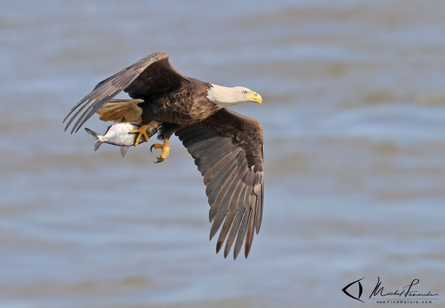 FindNature.com - Photos - Pygargue à tête blanche, Bald Eagle ...