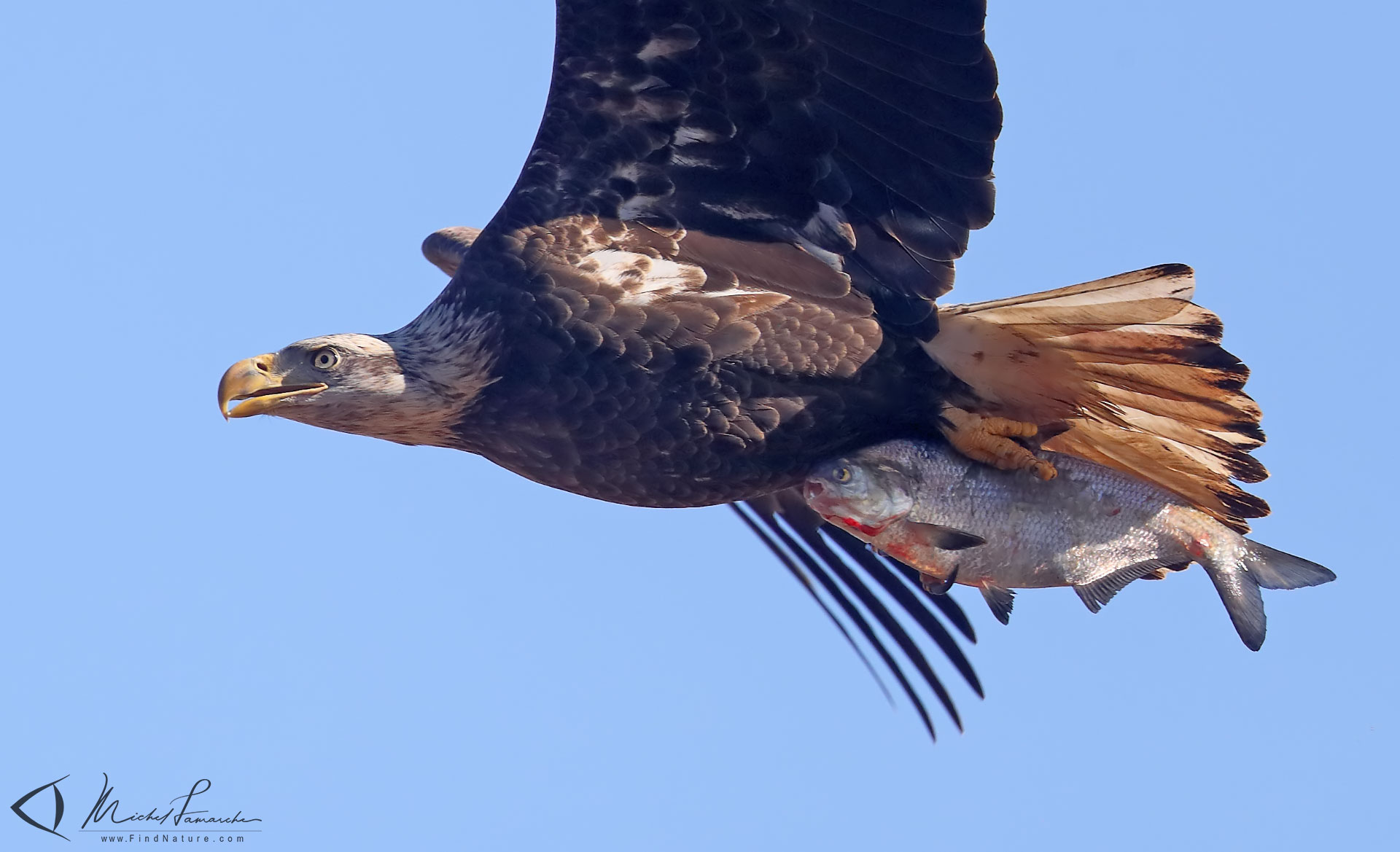 FindNature.com - Photos - Pygargue à tête blanche, Bald Eagle ...