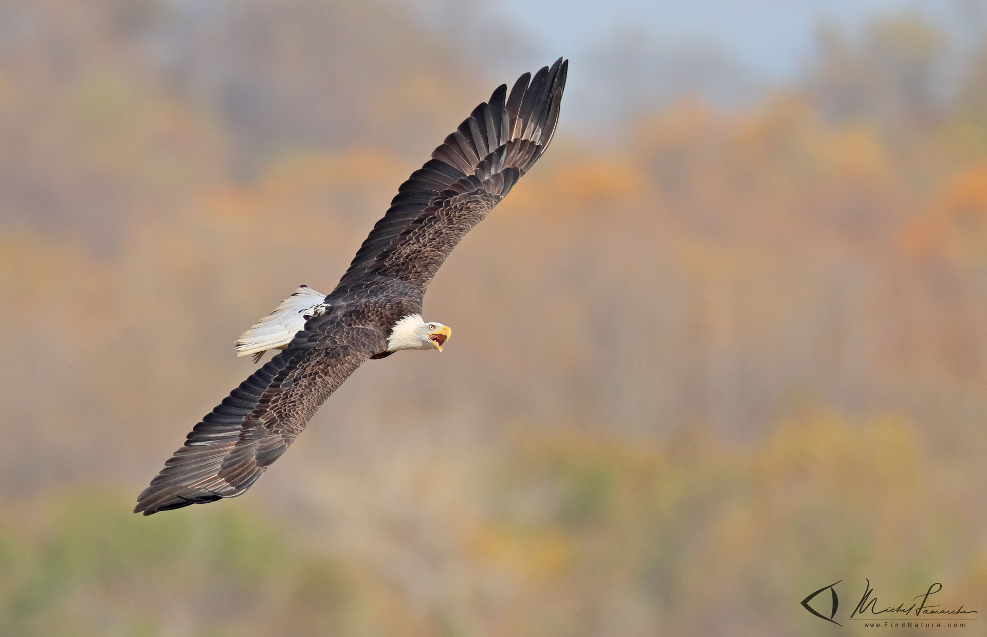 FindNature.com - Photos - Pygargue à tête blanche, Bald Eagle ...