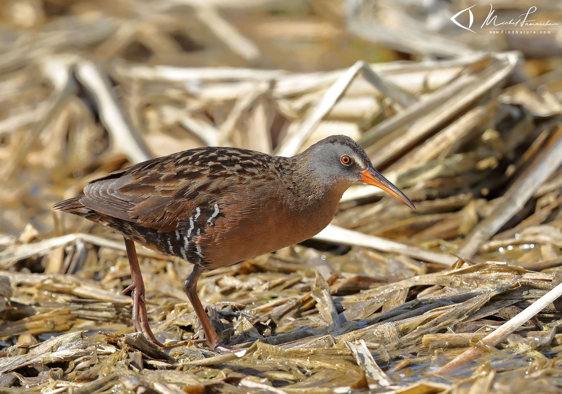 FindNature.com - Photos - Râle de Virginie, Virginia Rail, Rallus ...