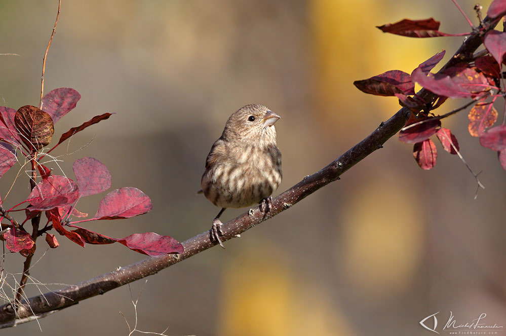 Femelle, St-Bruno (Québec), 2011-11-18