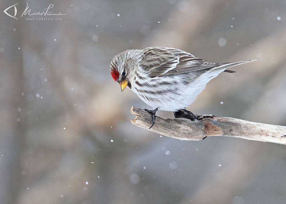 Boucherville (Québec), 2019-02-02