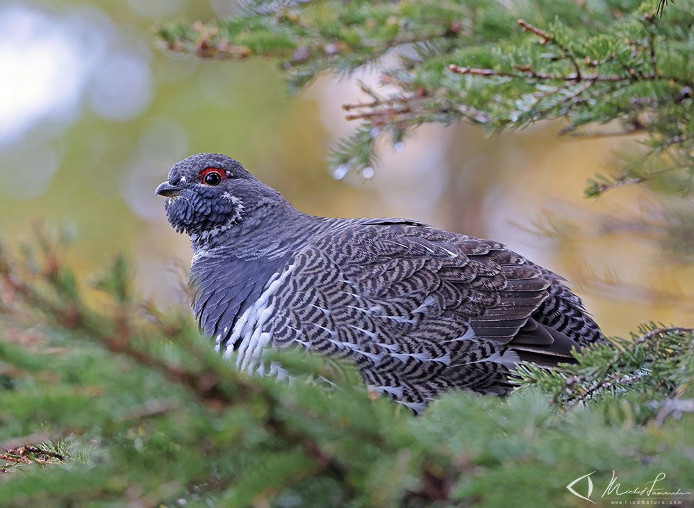 Mâle, Parc national de la Gaspésie (Québec), 2020-09-23