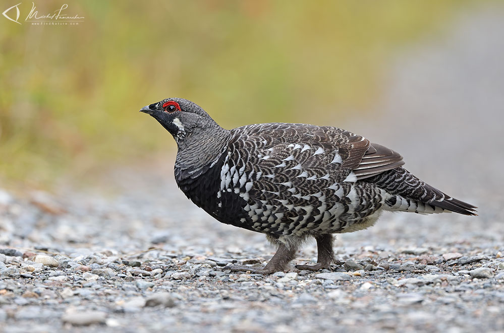 Mâle, Parc national de la Gaspésie (Québec), 2020-09-24