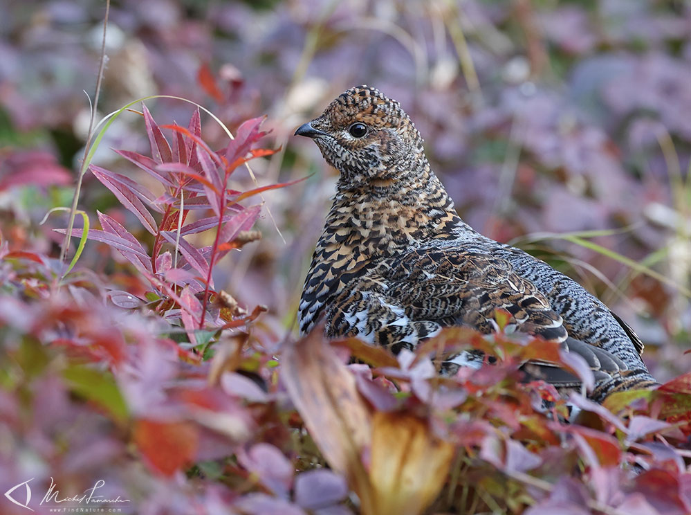 Femelle, Parc national de la Gaspésie (Québec), 2020-09-26