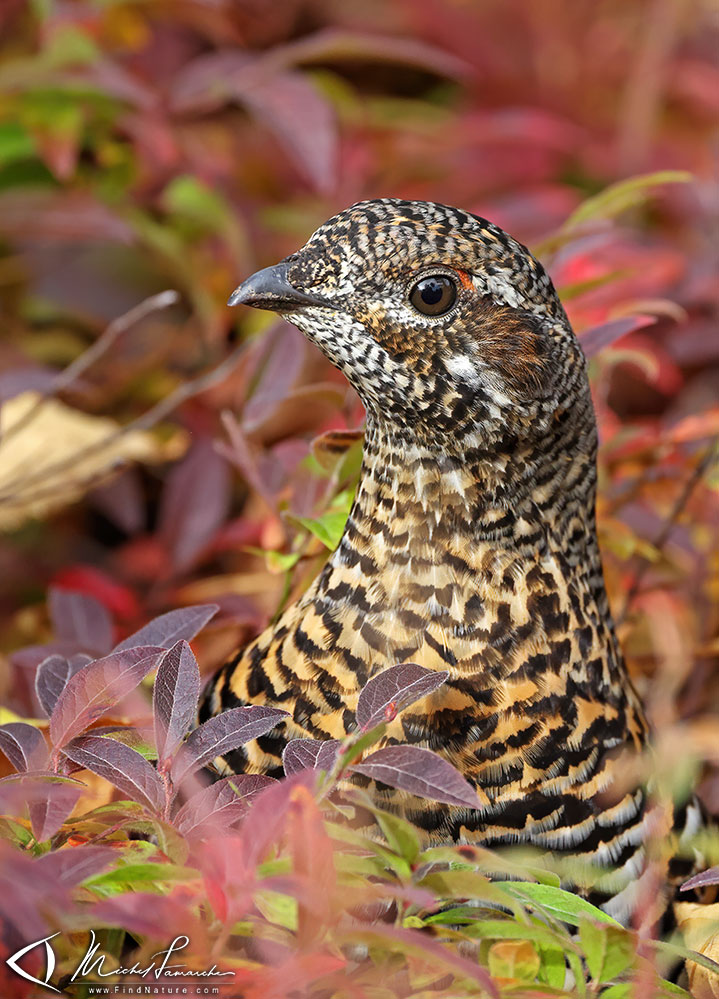 Femelle, Parc national de la Gaspésie (Québec), 2020-09-28