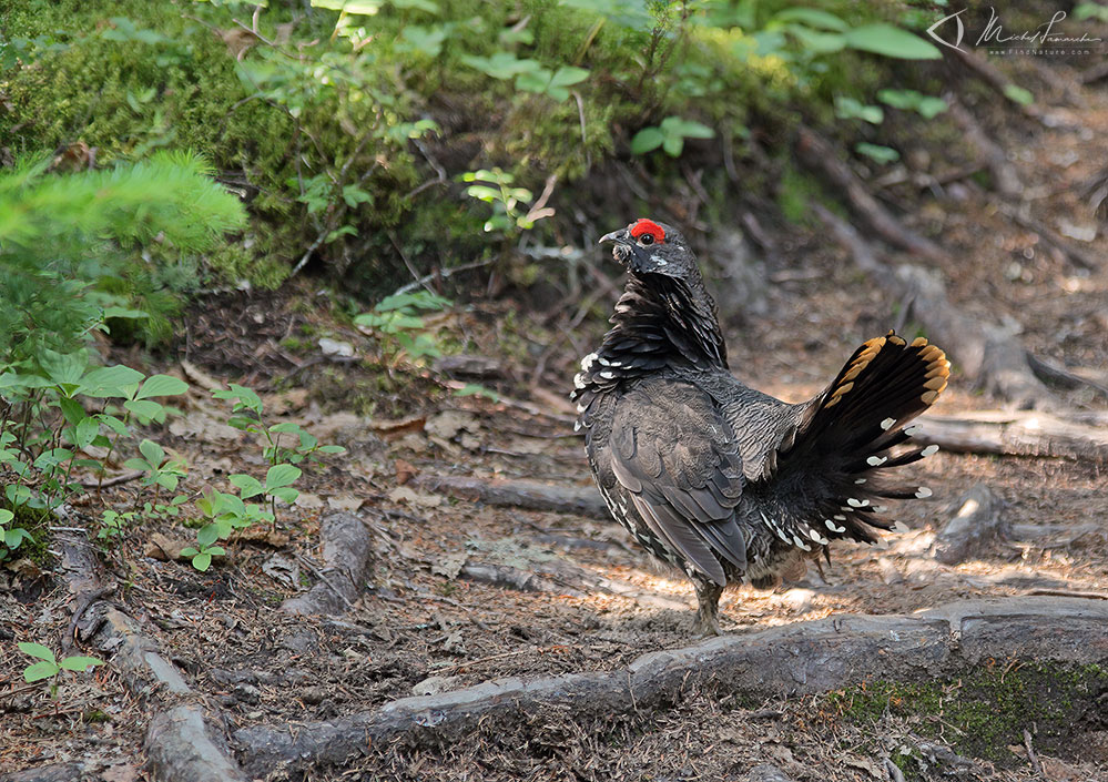 Mâle, Parc des Grands-Jardins (Québec), 2014-07-30