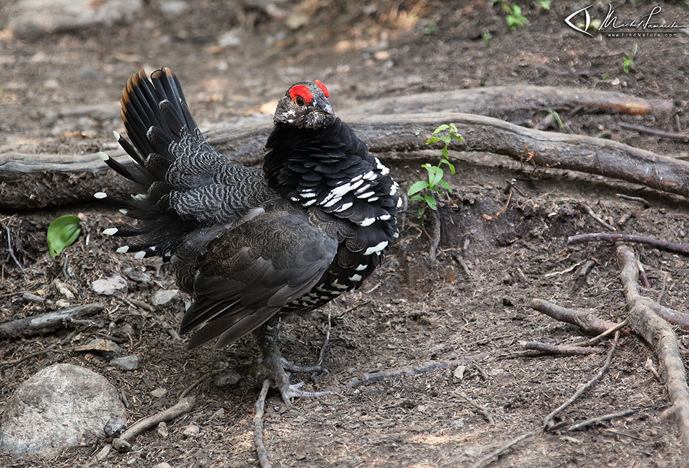 Mâle, Parc des Grands-Jardins (Québec), 2014-07-30