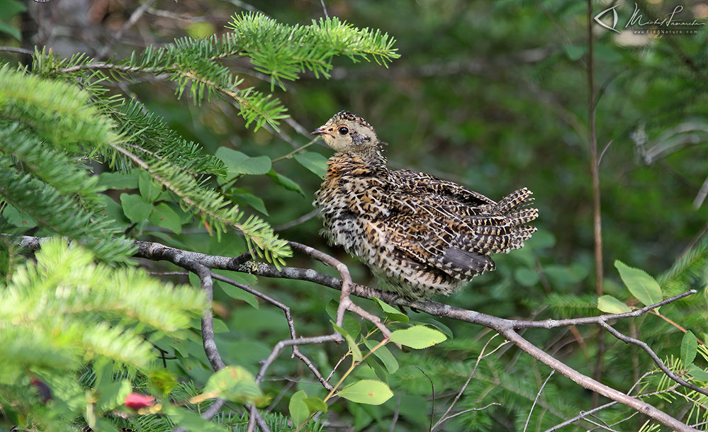 Immature, Parc des Grands-Jardins (Québec), 2014-07-30